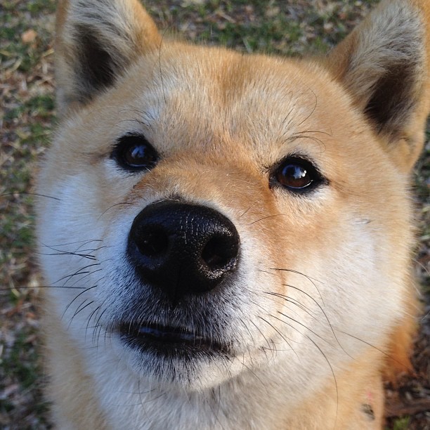 伊布一锤定音,尼日利亚生死战力克摩洛哥,书写非洲杯传奇
